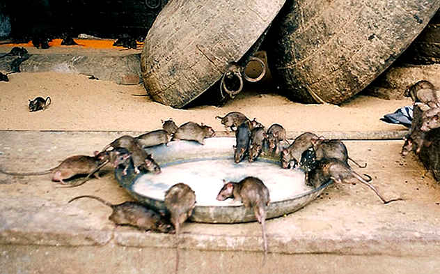 موش‌های کارنی ماتا