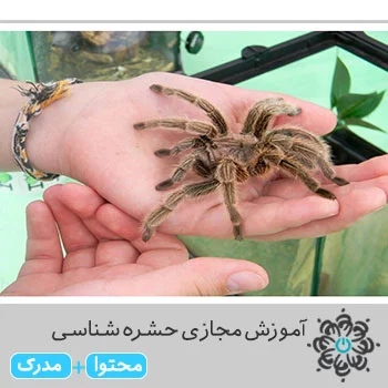 آموزش مجازی حشره شناسی