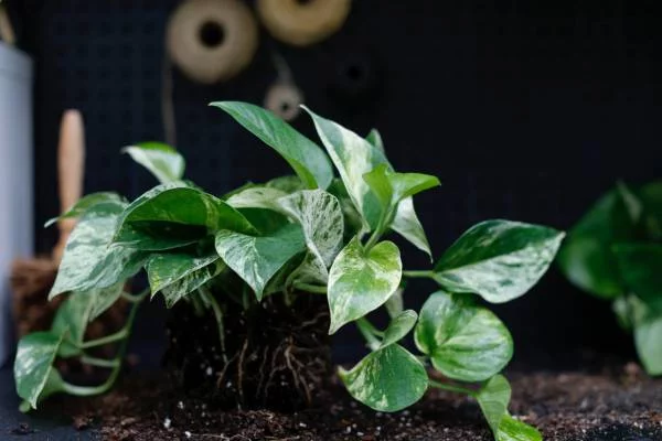 چند نکته درباره نگهداری از گل پتوس