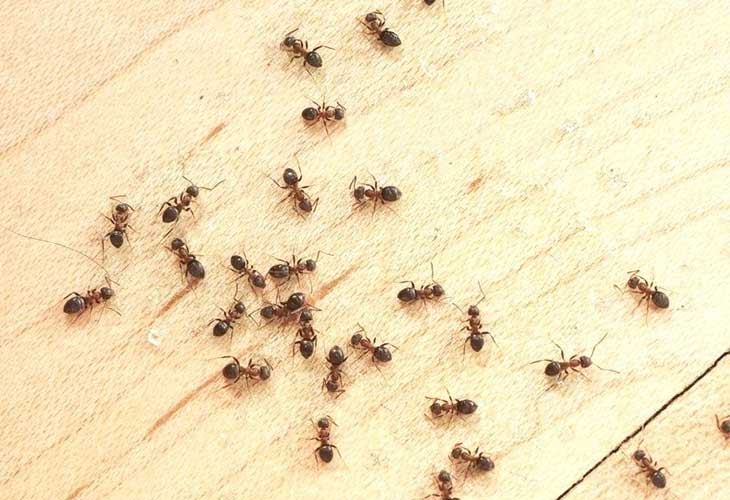 نحوه خلاصی از شّر مورچه های نجّار