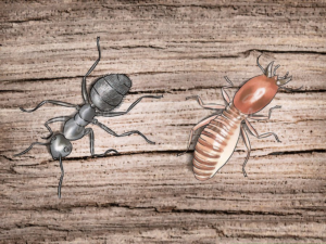 نحوه خلاصی از شّر مورچه های نجّار
